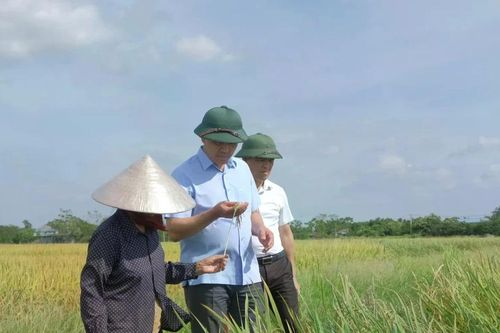 Hà Nội khẩn trương thu hoạch lúa 'xanh nhà hơn già đồng'