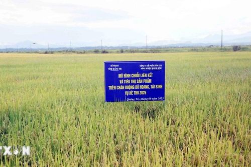 Quảng Trị: Hạn chế ruộng hoang nhờ chuỗi liên kết sản xuất lúa vụ Hè Thu