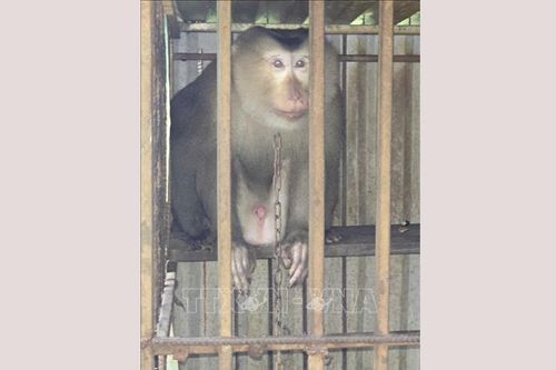 Người dân Quảng Trị bàn giao một cá thể khỉ đuôi lợn