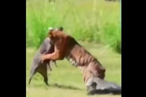 CLIP: Hổ đối đầu lợn rừng, cá sấu bất ngờ lao vào chen ngang cuộc chiến