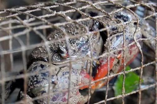 Từng bị 'ngó lơ', chù ụ giờ thành món đặc sản