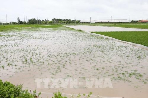 Hà Nội khẩn trương thu hoạch lúa 'xanh nhà hơn già đồng'