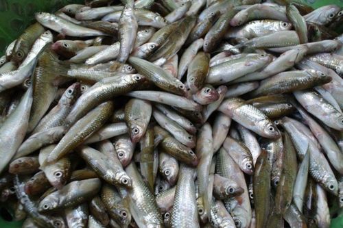 2 loại cá từng bị ngó lơ, nay thành đặc sản được săn lùng