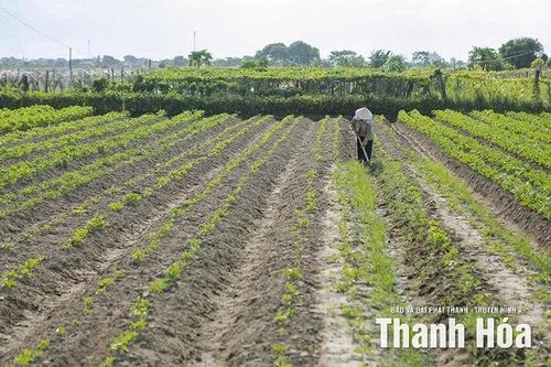 Chuẩn bị các điều kiện sản xuất vụ đông