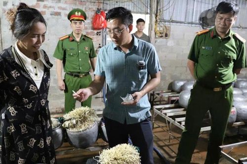 Phát hiện cơ sở dùng chất cấm sản xuất giá đỗ tại Hà Tĩnh