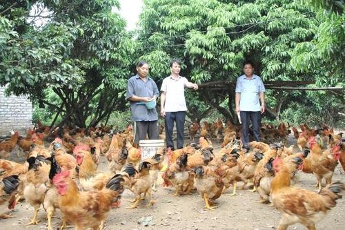 Giá gà đồi Yên Thế tăng mạnh, người chăn nuôi trúng đậm