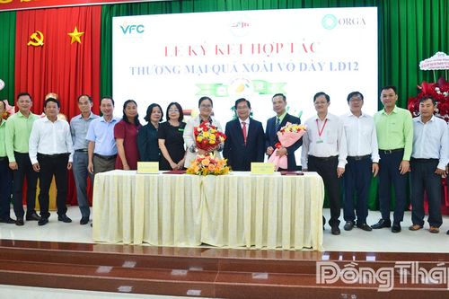 Đồng Tháp: Ký kết hợp tác thương mại quả xoài vỏ dày LĐ12
