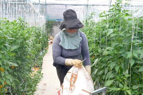 Liên kết chuỗi sản phẩm với nông hộ