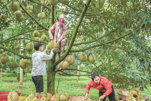 Nhiều tổ hợp tác nông nghiệp phát huy hiệu quả