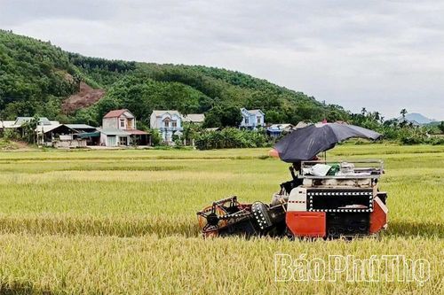 Hiền Lương khẩn trương thu hoạch lúa mùa ứng phó bão số 9