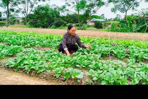Thoát nghèo nhờ trồng rau an toàn