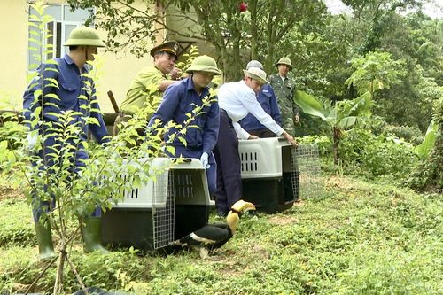 Thả 27 cá thể động vật hoang dã về môi trường tự nhiên