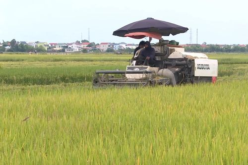 Hạn chế tình trạng bỏ hoang ruộng lúa vụ hè - thu