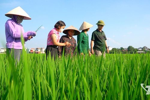 Đa dạng sản phẩm từ gạo địa phương