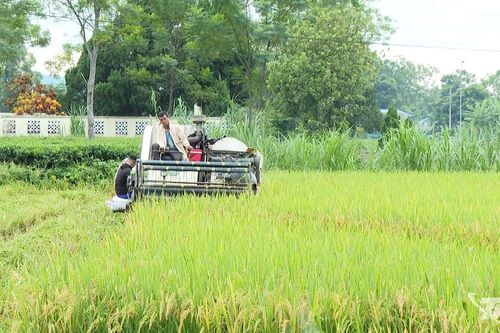 Chủ động bảo vệ lúa, hoa màu, vật nuôi để giảm thiểu thiệt hại