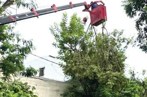 Bảo vệ cây xanh, 'mạnh tay' cắt, tỉa