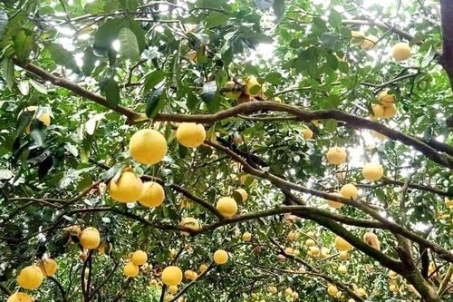 Cần thực hiện đồng bộ nhiều giải pháp nhằm nâng cao giá trị của Bưởi Phúc Trạch