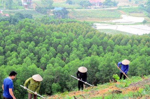 Quy trình kỹ thuật giao rừng, cho thuê rừng