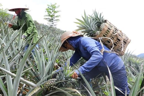 'Vàng ngọt' trên vùng đất xám