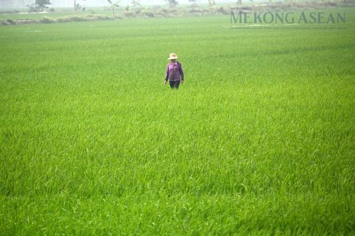 NHNN nâng quy mô gói tín dụng nông, lâm, thủy sản lên 185.000 tỷ đồng