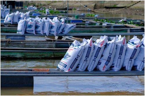 Sao Mai Super Feed: Đồng hành kiến tạo hai chữ 'khoa học' cho ngành cá tra
