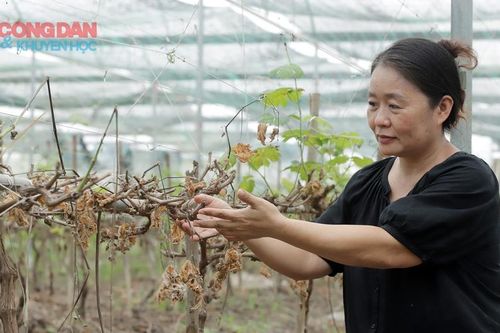Xót xa trước hàng ngàn cây nho chết khô bên bờ sông Lam
