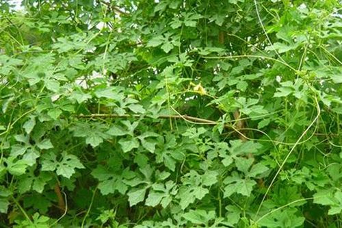Uống nước lá khổ qua rừng hàng ngày có tác dụng gì?