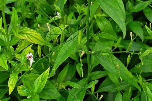 Hợp chất từ cây xuyên tâm thảo hỗ trợ điều trị tim mạch
