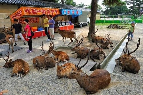 'Hươu thần' Nhật Bản liên tục đánh khách