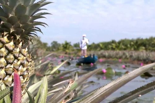 Ngọt thơm trái khóm Cầu Đúc