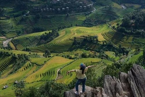 Thưởng ngoạn mùa vàng rực rỡ trên 'sống lưng khủng long' Púng Luông