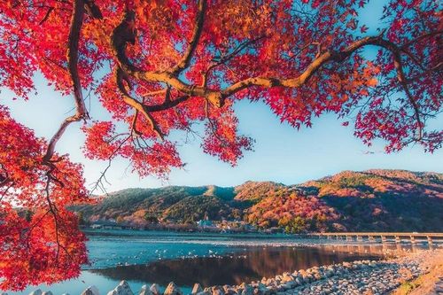 Mùa lá đổi màu ở Nhật Bản, lên lịch ngay để chiêm ngưỡng cảnh sắc thu