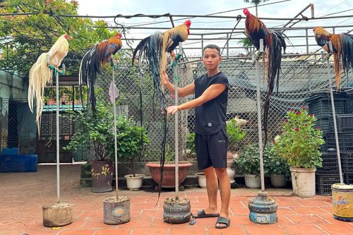 Chàng trai Phú Thọ nuôi thú cưng 'chân không chạm đất', đuôi càng dài càng đắt