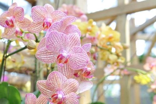 Cách trồng và ý nghĩa phong thủy của cây lan hồ điệp