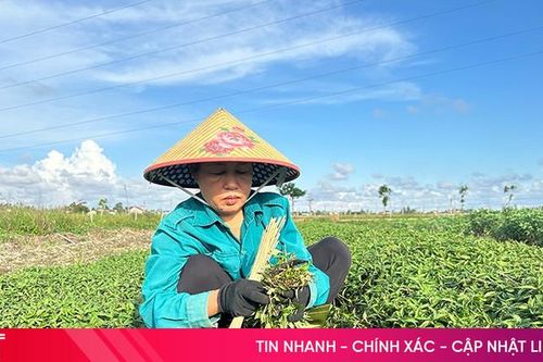Trồng rau gia vị, đầu tư ít, hiệu quả cao