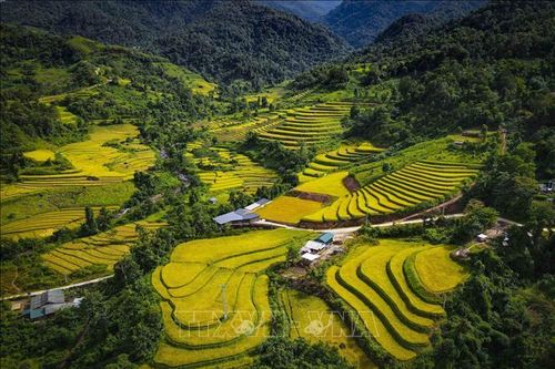 Mùa vàng óng ánh trên cánh đồng bậc thang Huổi Thanh