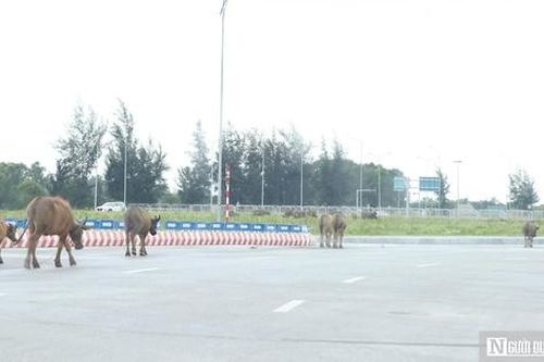Ẩn họa từ những đàn trâu, bò thả rông trên đại lộ nghìn tỷ ở Nghệ An