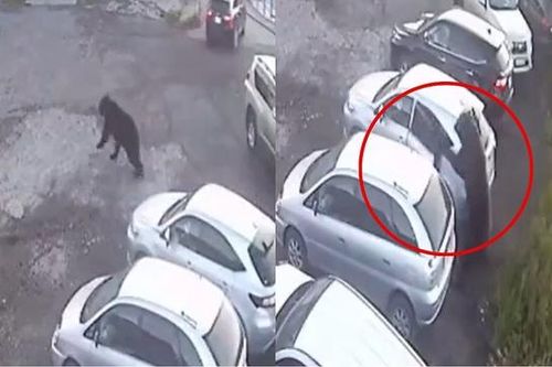 Gấu khổng lồ tấn công khiến cụ bà tử vong, cậu bé 12 tuổi thoát chết