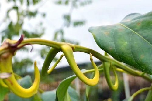 Từ 'cây phiền phức' thành 'cây ATM', gần nửa triệu/kg vẫn hút khách