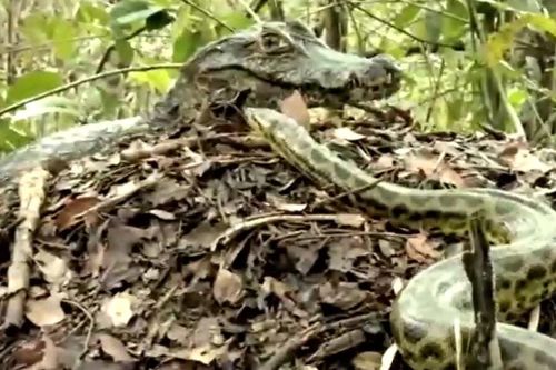 Trăn Anaconda 'ủ mưu' cướp trứng cá sấu và cái kết bất ngờ