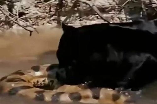 Rùng mình cảnh báo đen vật lộn, hạ sát trăn Anaconda khổng lồ