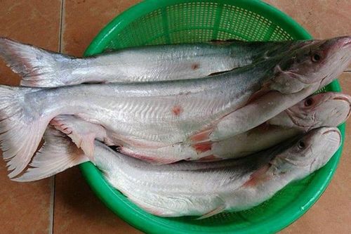 Loại cá là đặc sản miền Tây có thịt thơm mùi đặc biệt, đắt ngang thịt bò Mỹ vẫn cháy hàng