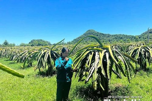 Phát triển kinh tế trang trại theo hướng bền vững