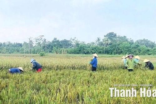 Xã Nông Cống thu hoạch 100% diện tích lúa mùa trước bão số 10