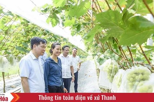 Cây nho trên đồng đất xứ Thanh