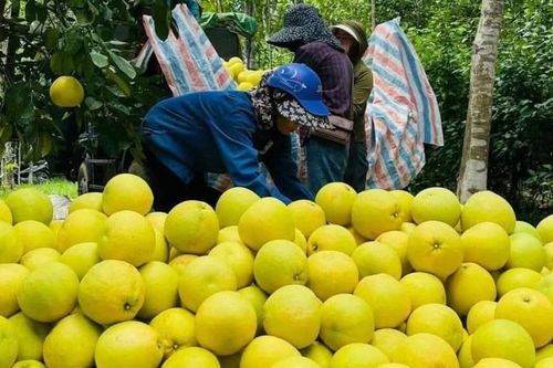 Ứng dụng quy trình hữu cơ, bưởi Phúc Trạch mang lại giá trị kinh tế cao