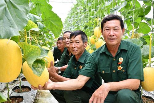 Triển vọng mô hình dưa lưới của cựu chiến binh
