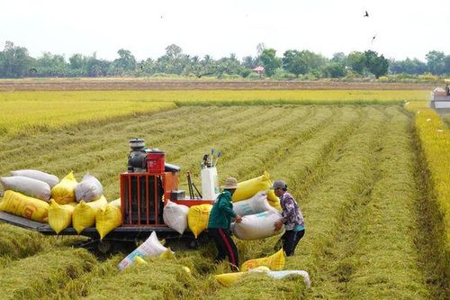 405 triệu USD đầu tư hạ tầng, kỹ thuật lúa chất lượng cao, phát thải thấp vùng đồng bằng sông Cửu Long