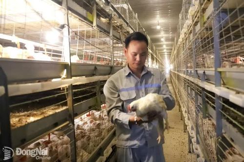 Khai thác lợi thế phát triển chăn nuôi công nghiệp, hiện đại