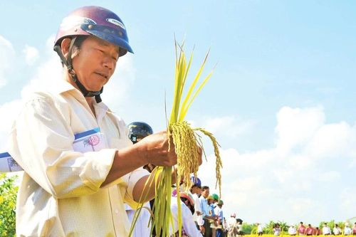 Hợp tác xã nông nghiệp Phước Hưng: Xứng đáng với giải thưởng 'Ngôi sao hợp tác xã'